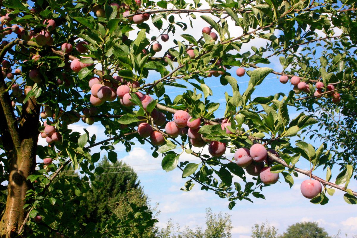 Reine-Claude d’Althan