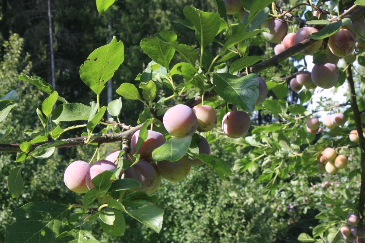 Reine-Claude d’Althan