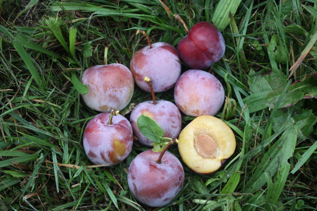 Reine-Claude d’Althan