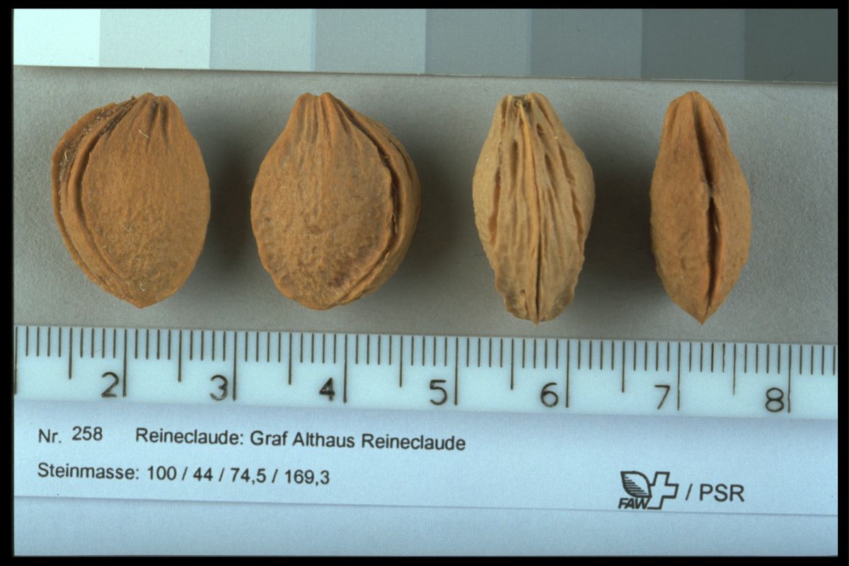 Reine-Claude d’Althan