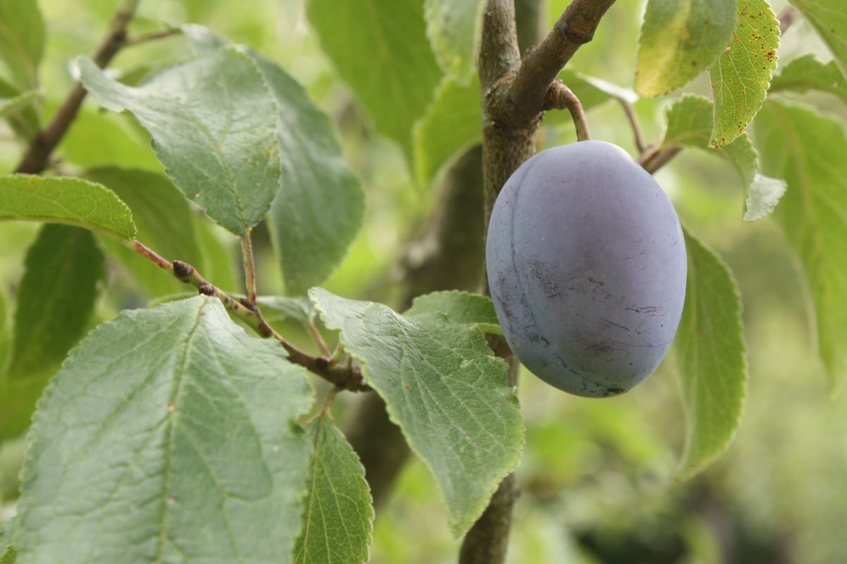 Prugna di Basilea Rinklin