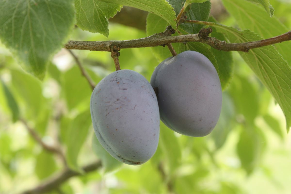 Prugna di Basilea Rinklin