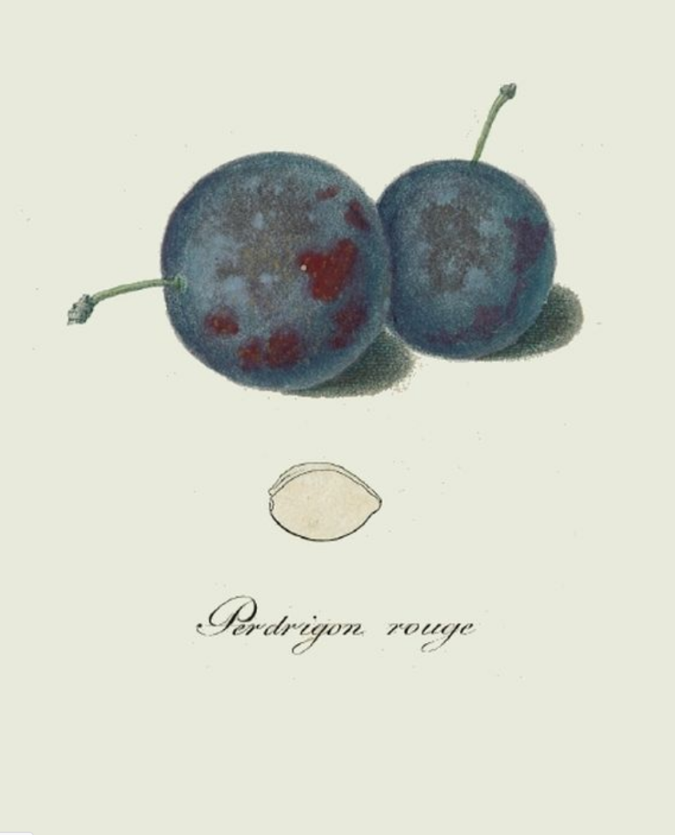 Perdrigon Rouge