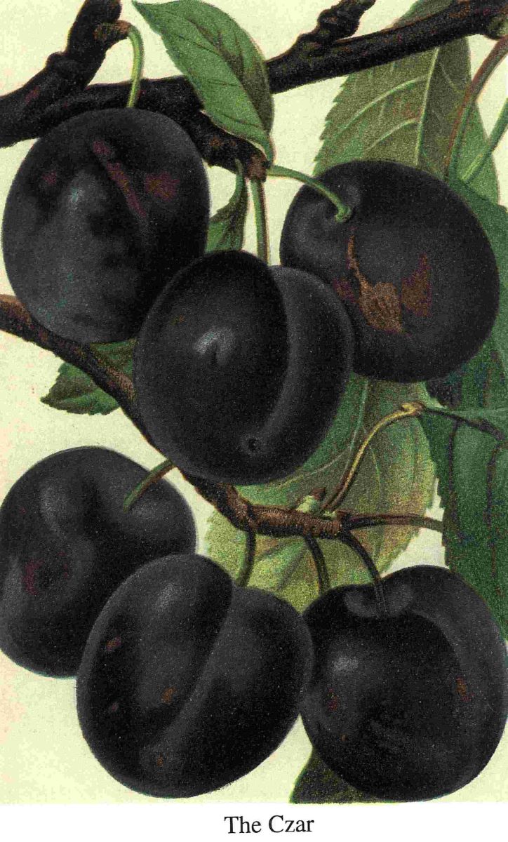 The Czar