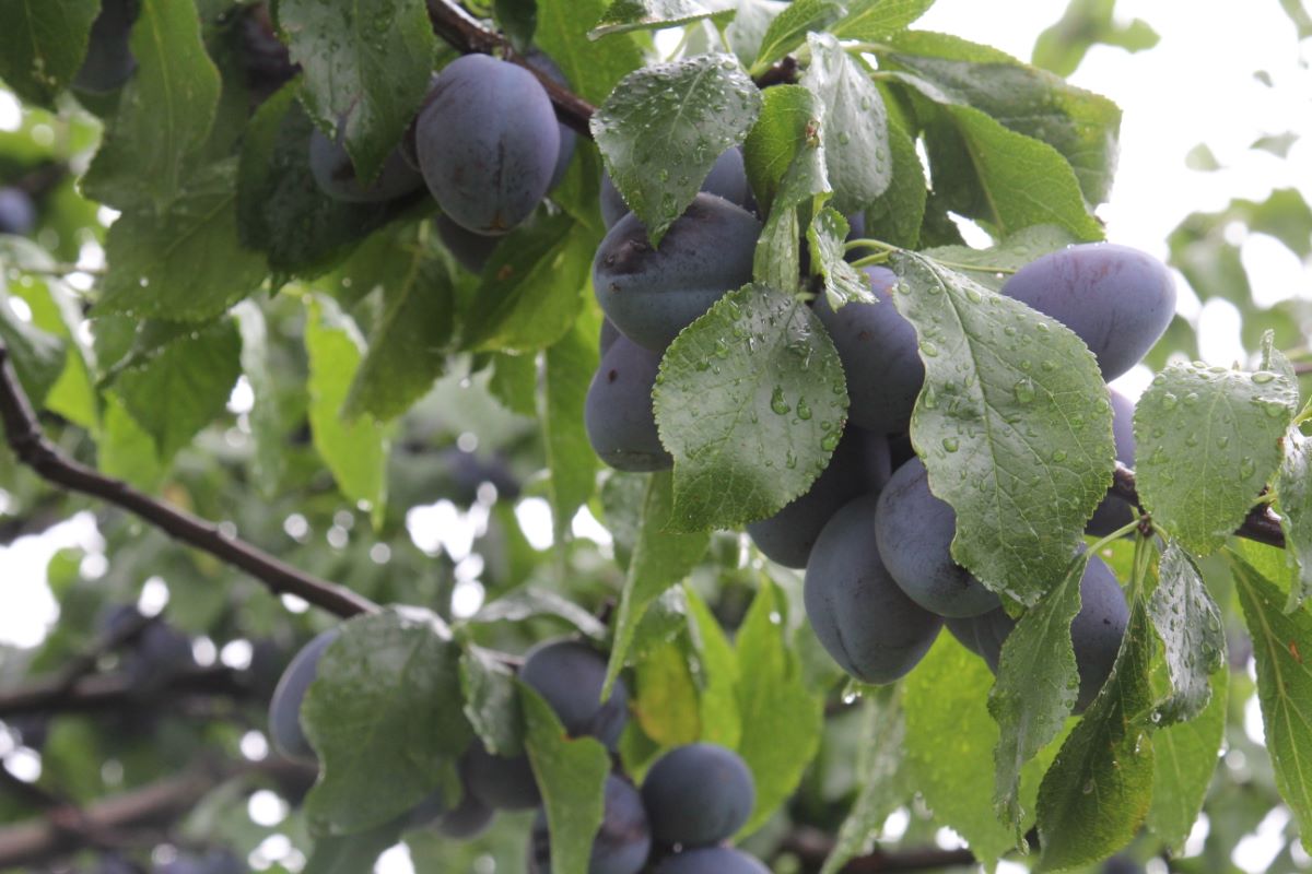 Zuckerzwetschge aus Leissigen