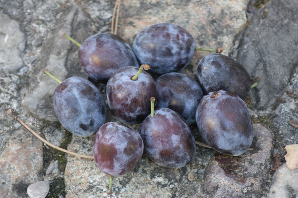 Zuckerzwetschge aus Leissigen