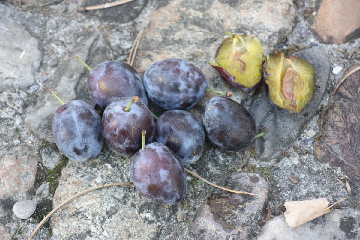 Zuckerzwetschge aus Leissigen