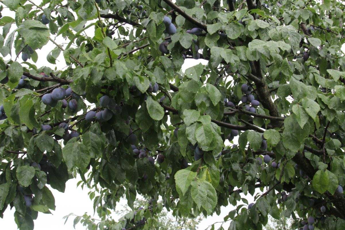 Zuckerzwetschge aus Leissigen