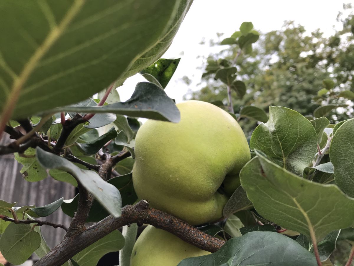 Riesenquitte von Leskovac