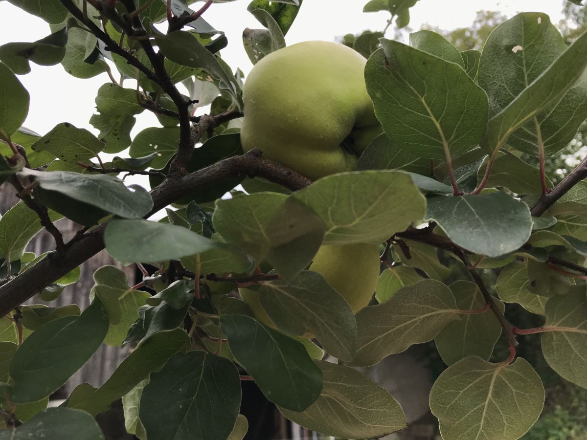 Riesenquitte von Leskovac