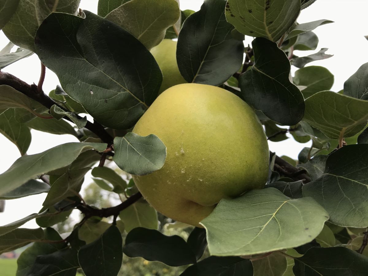 Riesenquitte von Leskovac