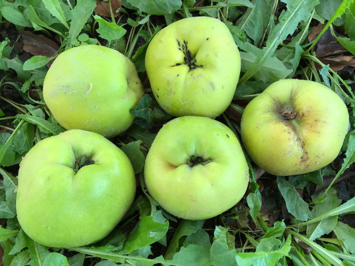 Riesenquitte von Leskovac