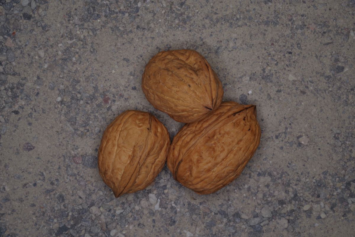 Thunstetter Traubennuss