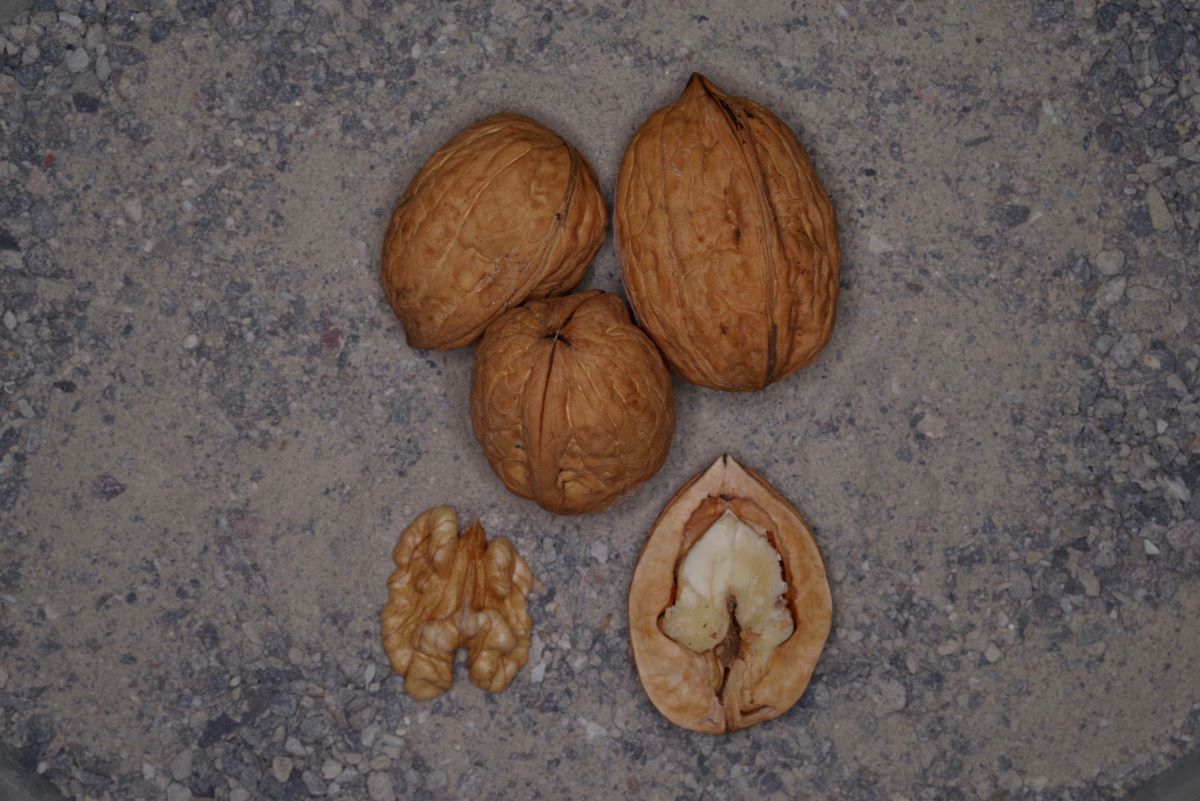 Thunstetter Traubennuss