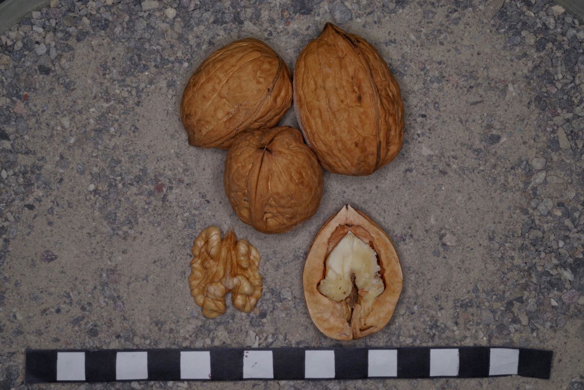 Thunstetter Traubennuss