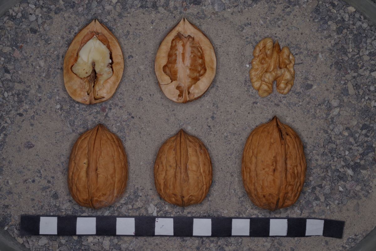 Thunstetter Traubennuss