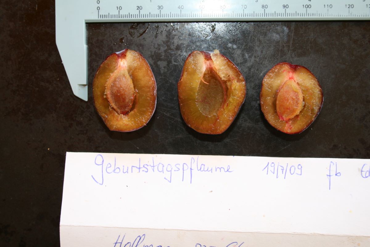 Geburtstagspflaume