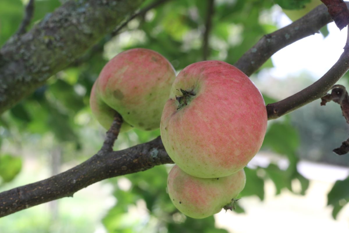 Weisses Seidenhemdchen