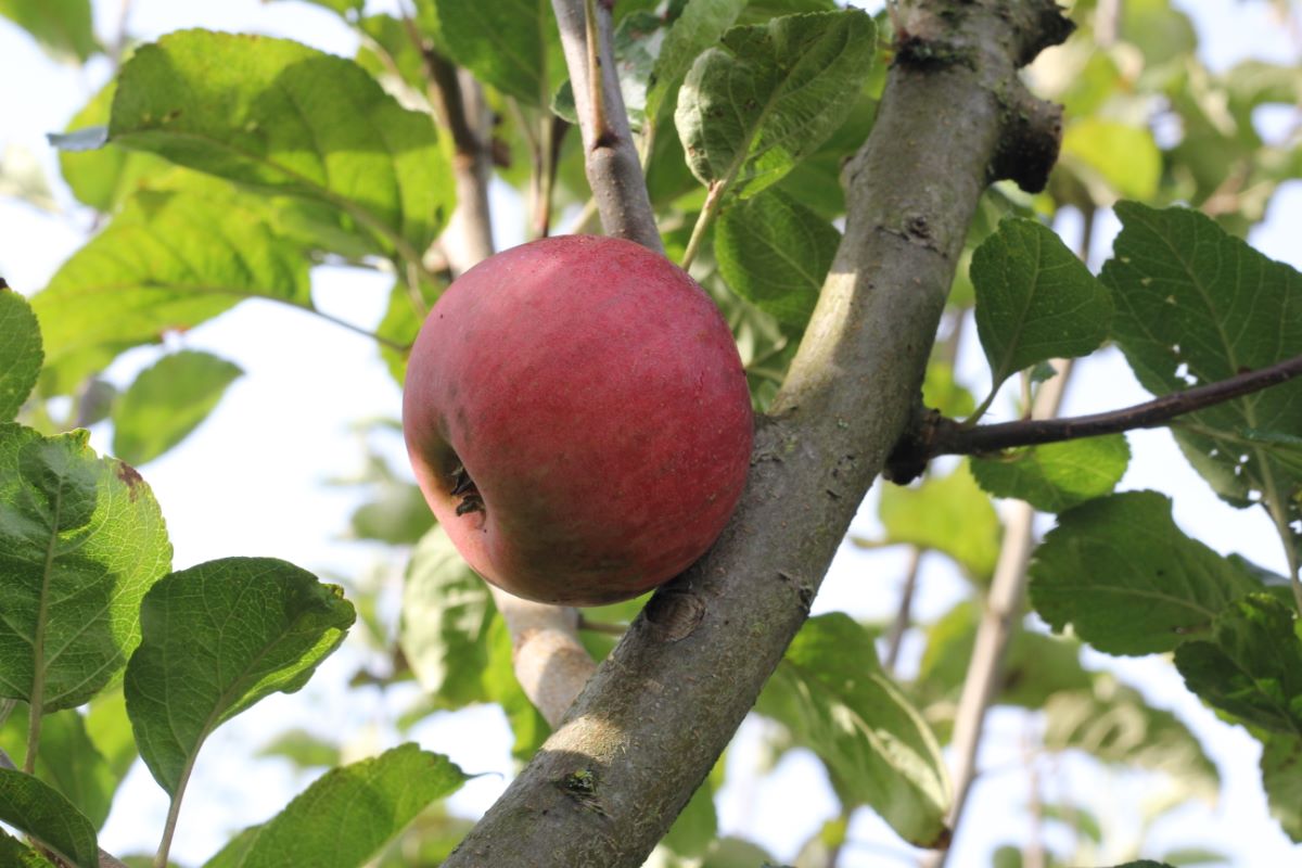 Weisses Seidenhemdchen