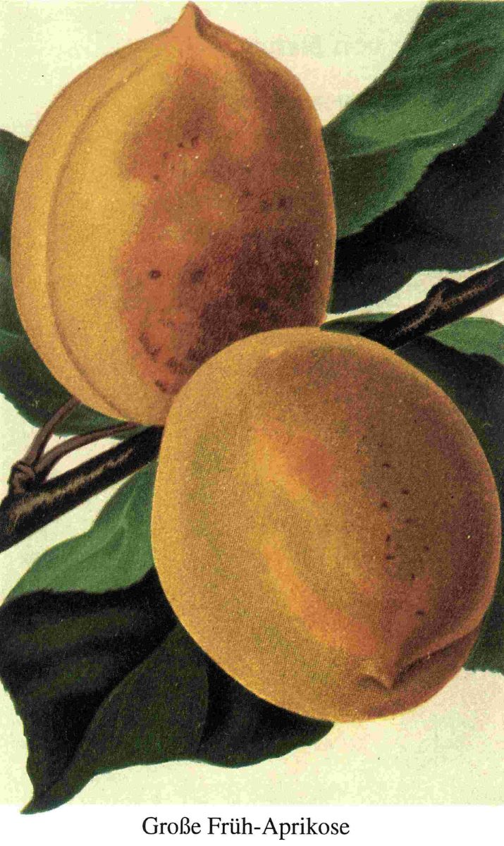 Grosse Frühaprikose
