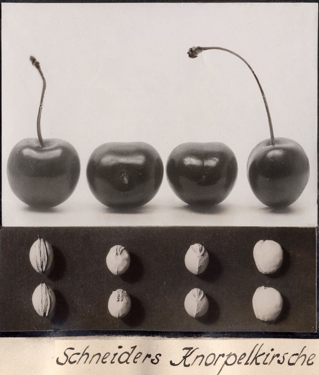 Schneiders Späte Knorpel