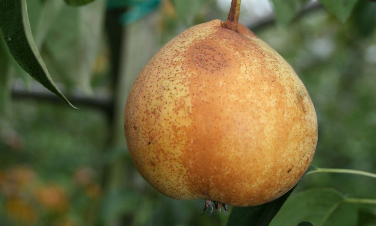 Poire de Salzbourg