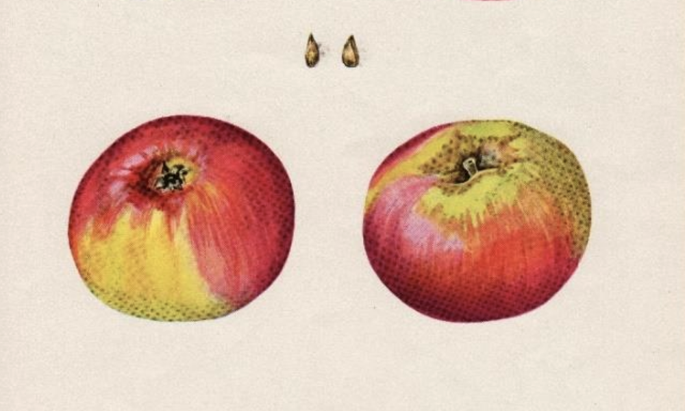 Lausitzer Nelkenapfel