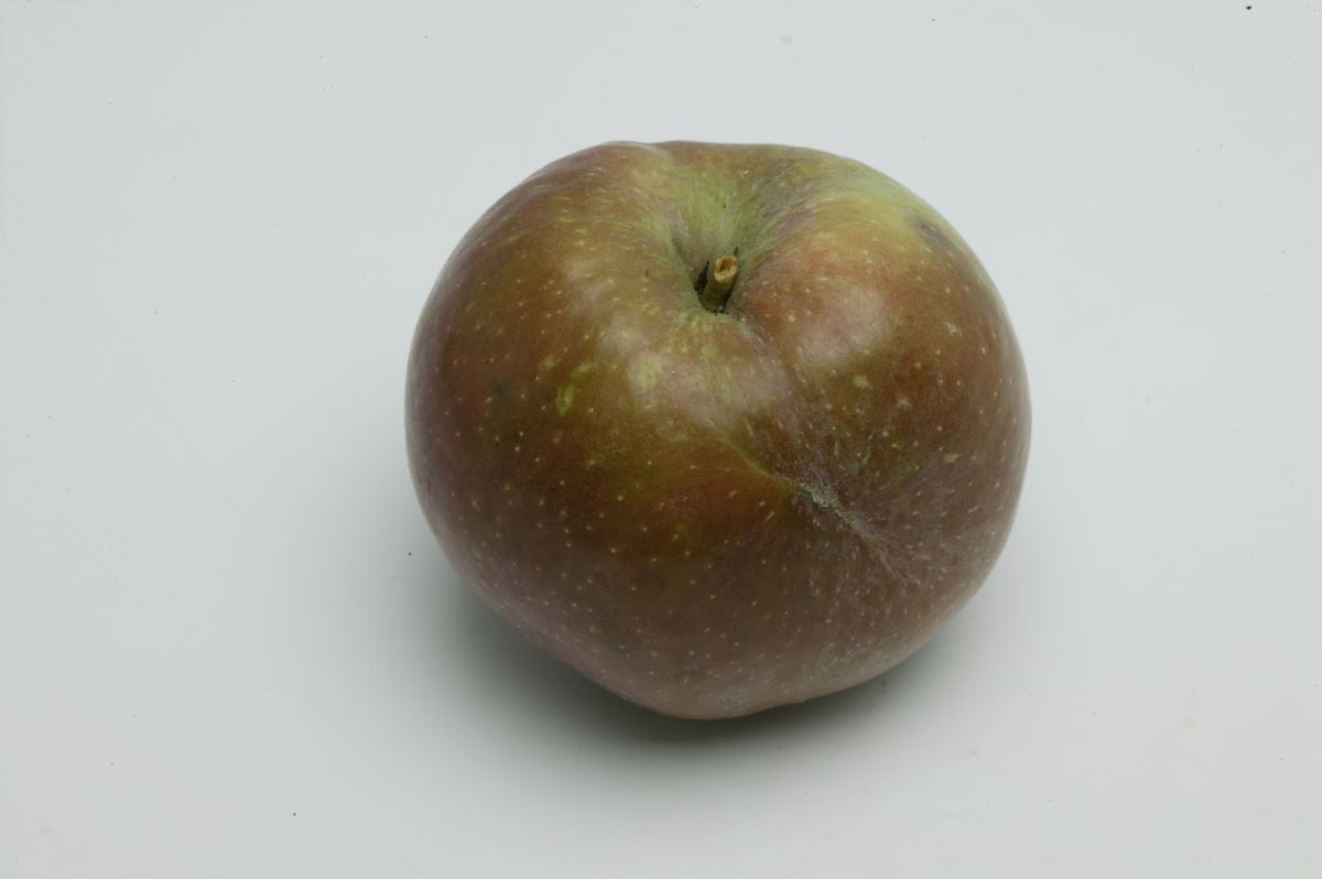 Brauner Matapfel