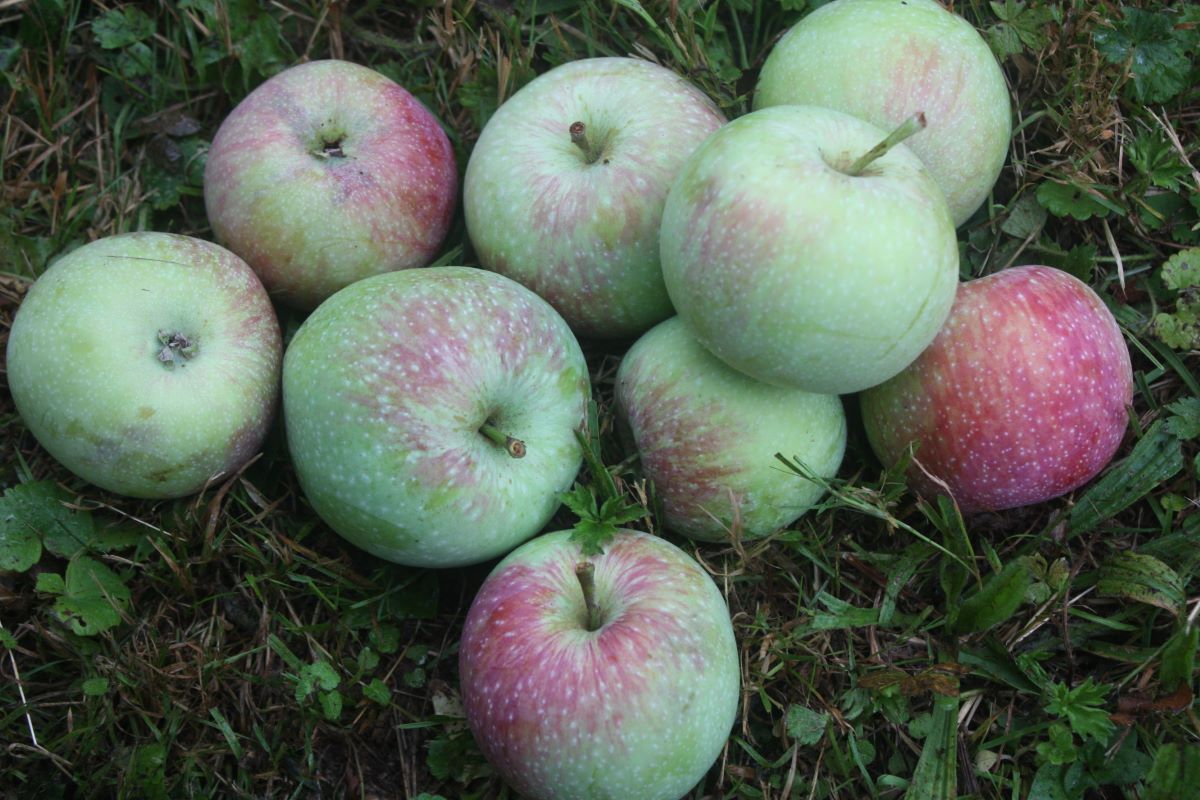 Frühe Sommerreinette