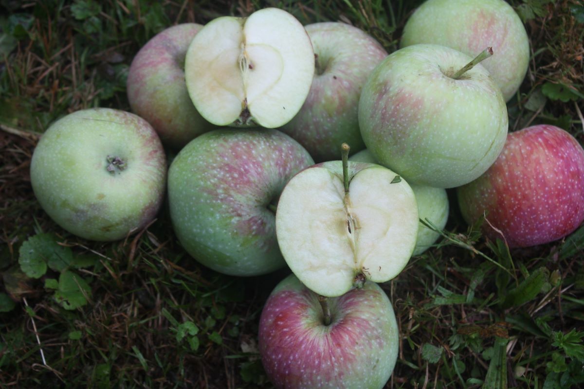 Frühe Sommerreinette