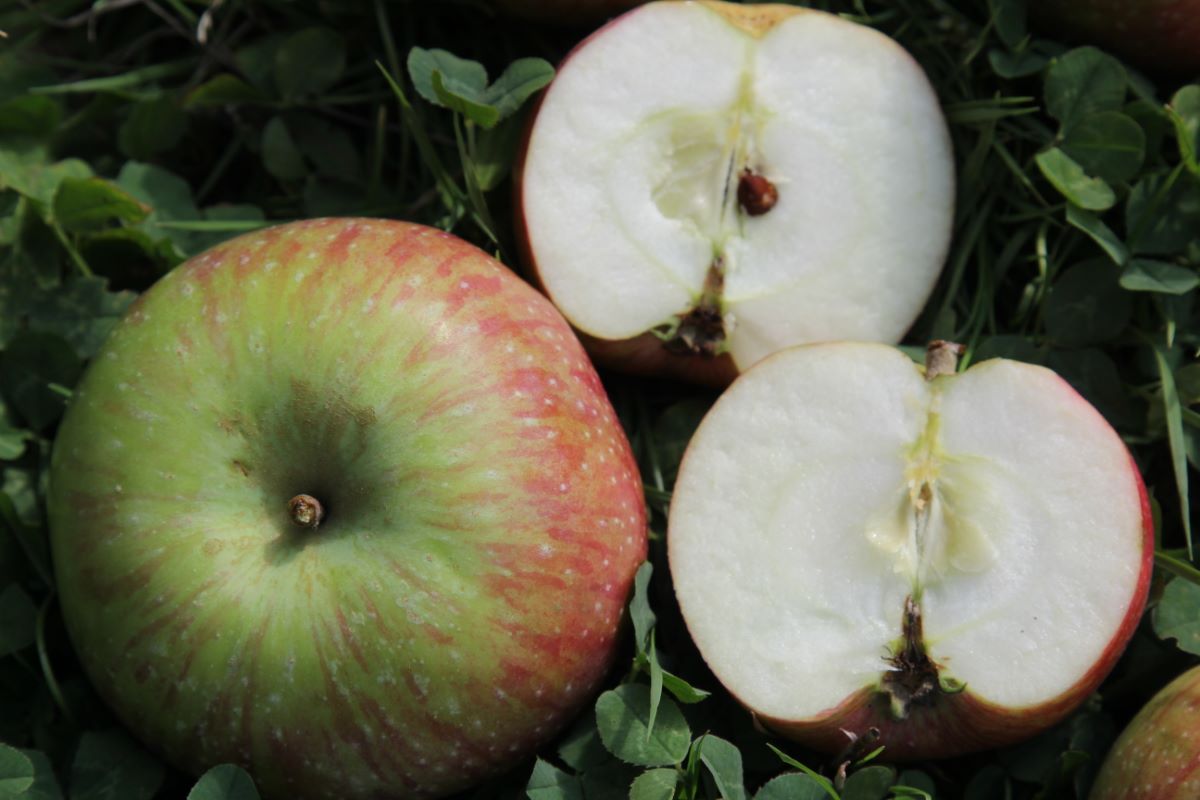 Frühe Sommerreinette