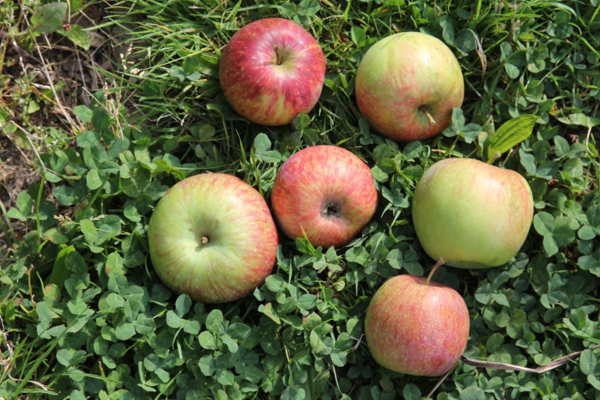 Frühe Sommerreinette