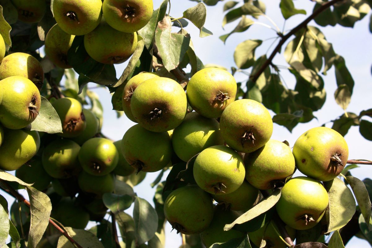 Welsche Bratbirne