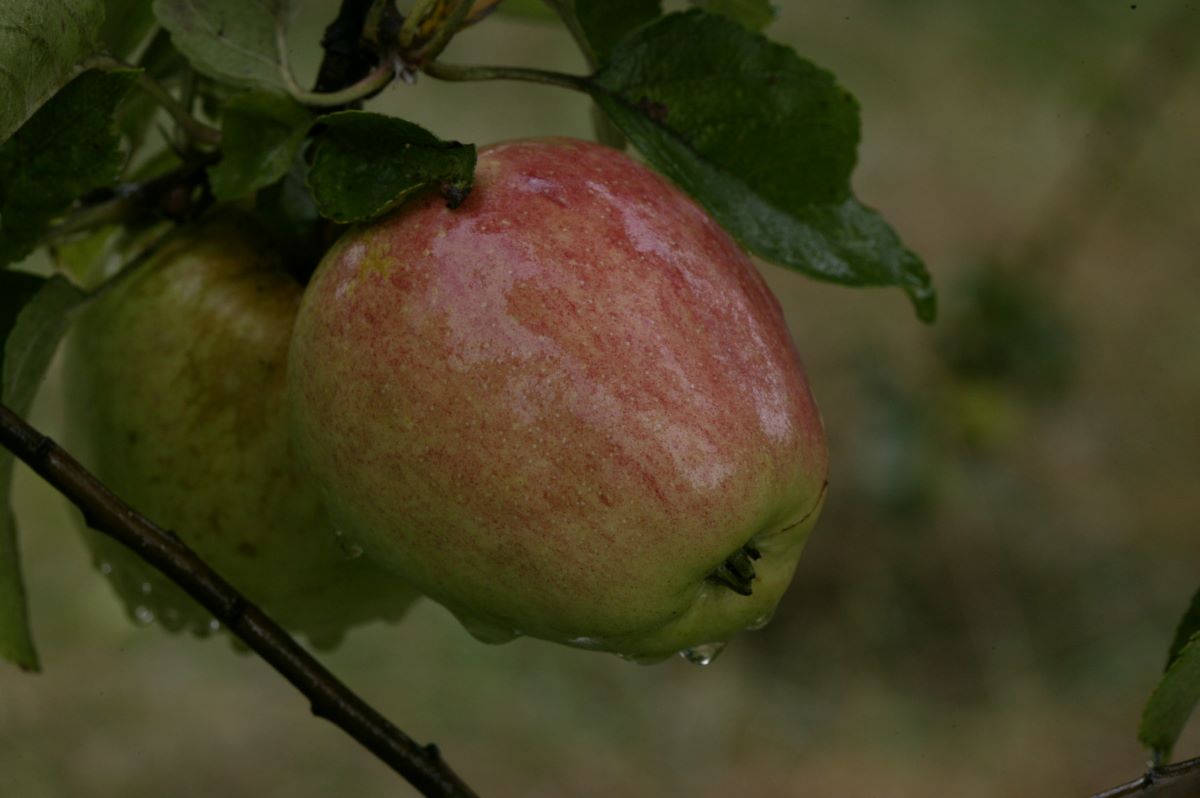 Finkenwerder Prinzenapfel