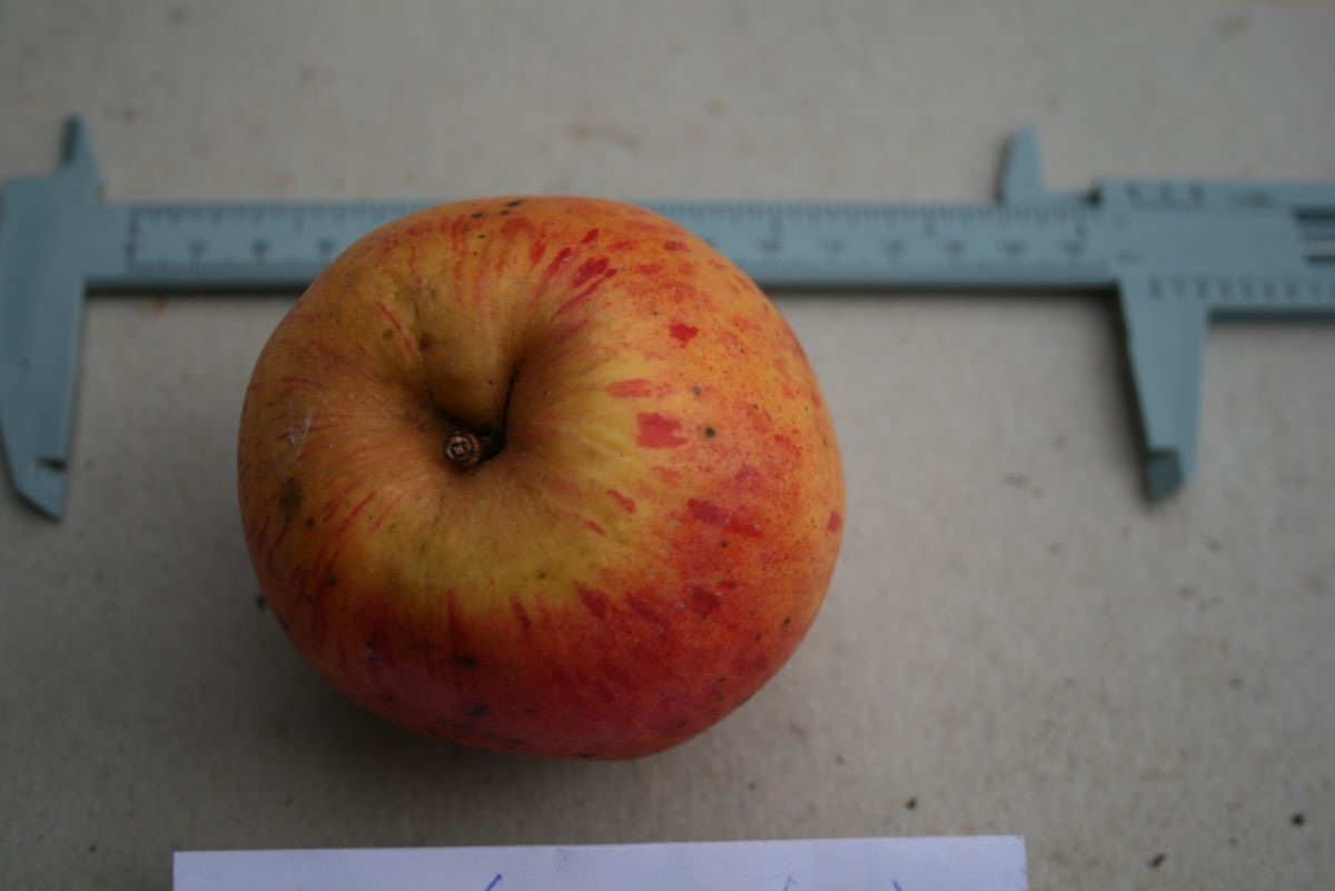 Rheinischer Krummstiel