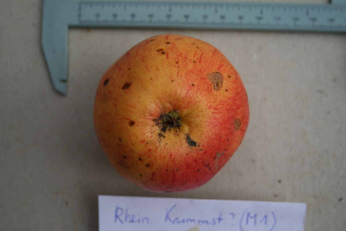 Rheinischer Krummstiel