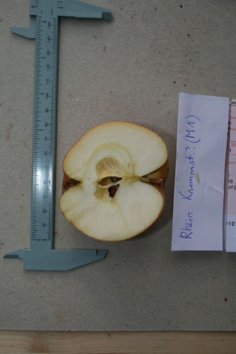 Rheinischer Krummstiel