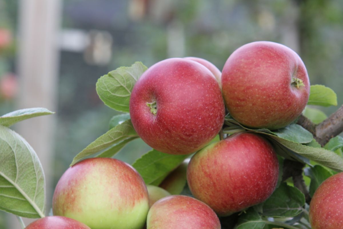 Börtlinger Weinapfel