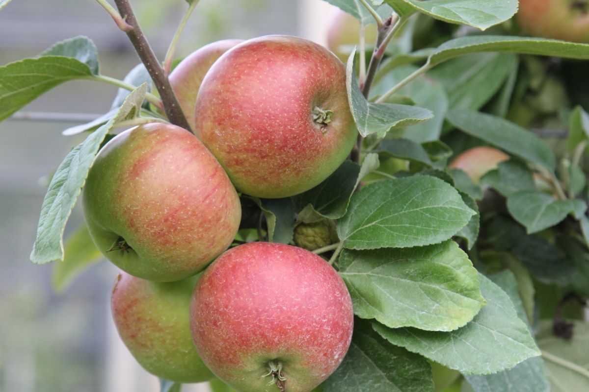 Börtlinger Weinapfel