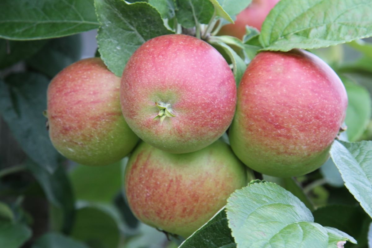 Börtlinger Weinapfel