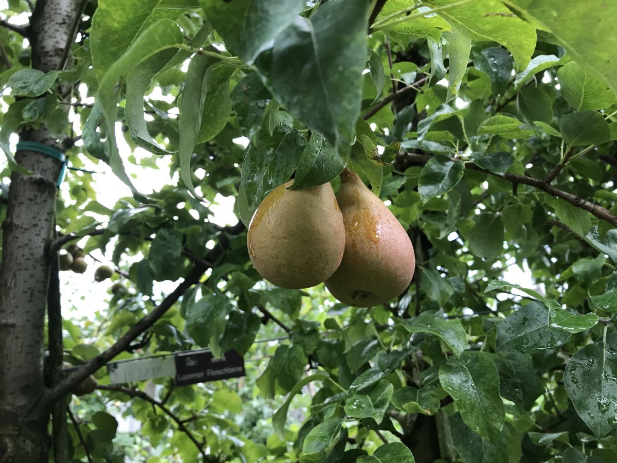 Luzerner Fleischbirne