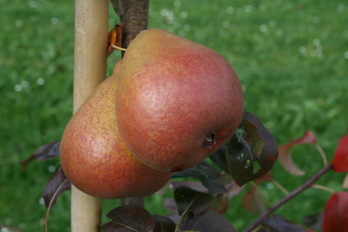 Luzerner Fleischbirne