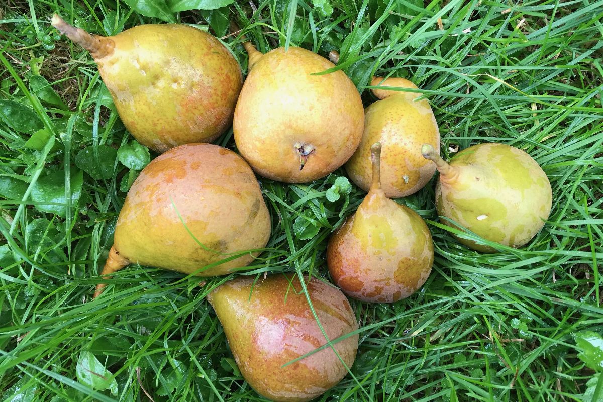 Luzerner Fleischbirne