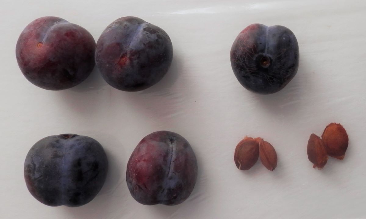 Reine-Claude Violette