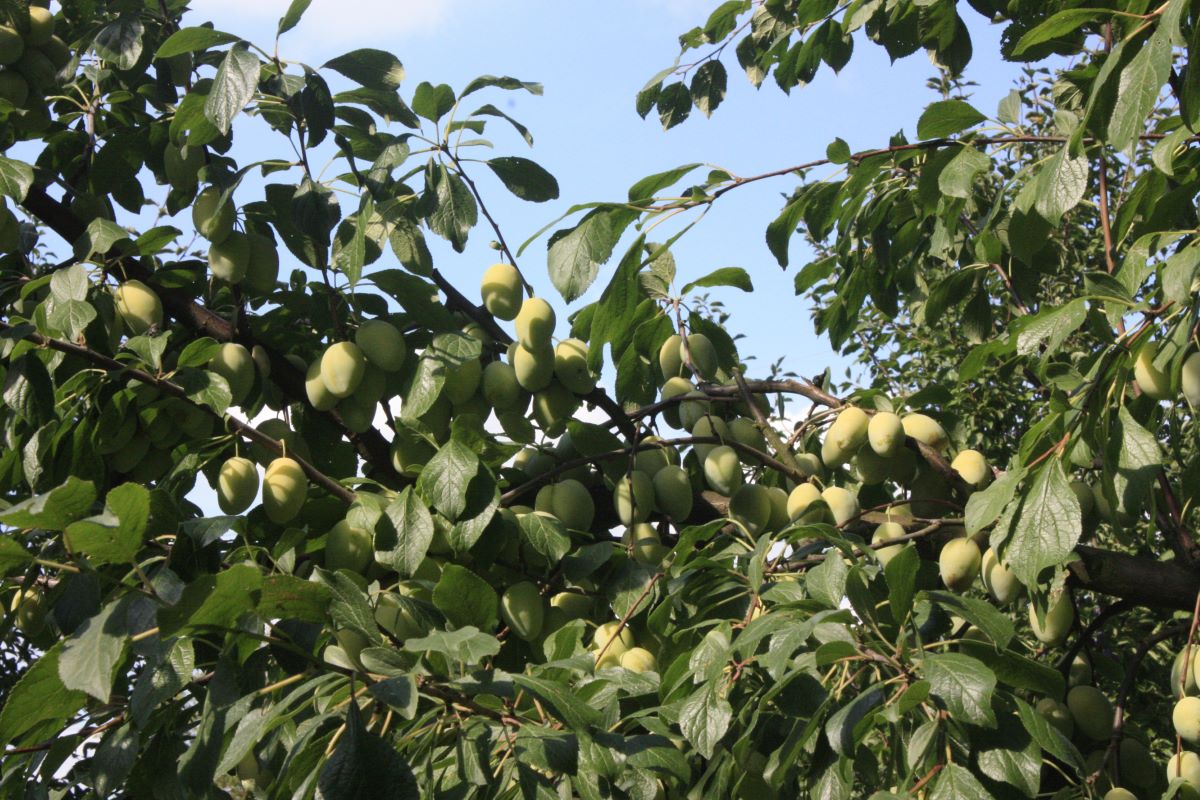 Feys Gelbe Zwetschge