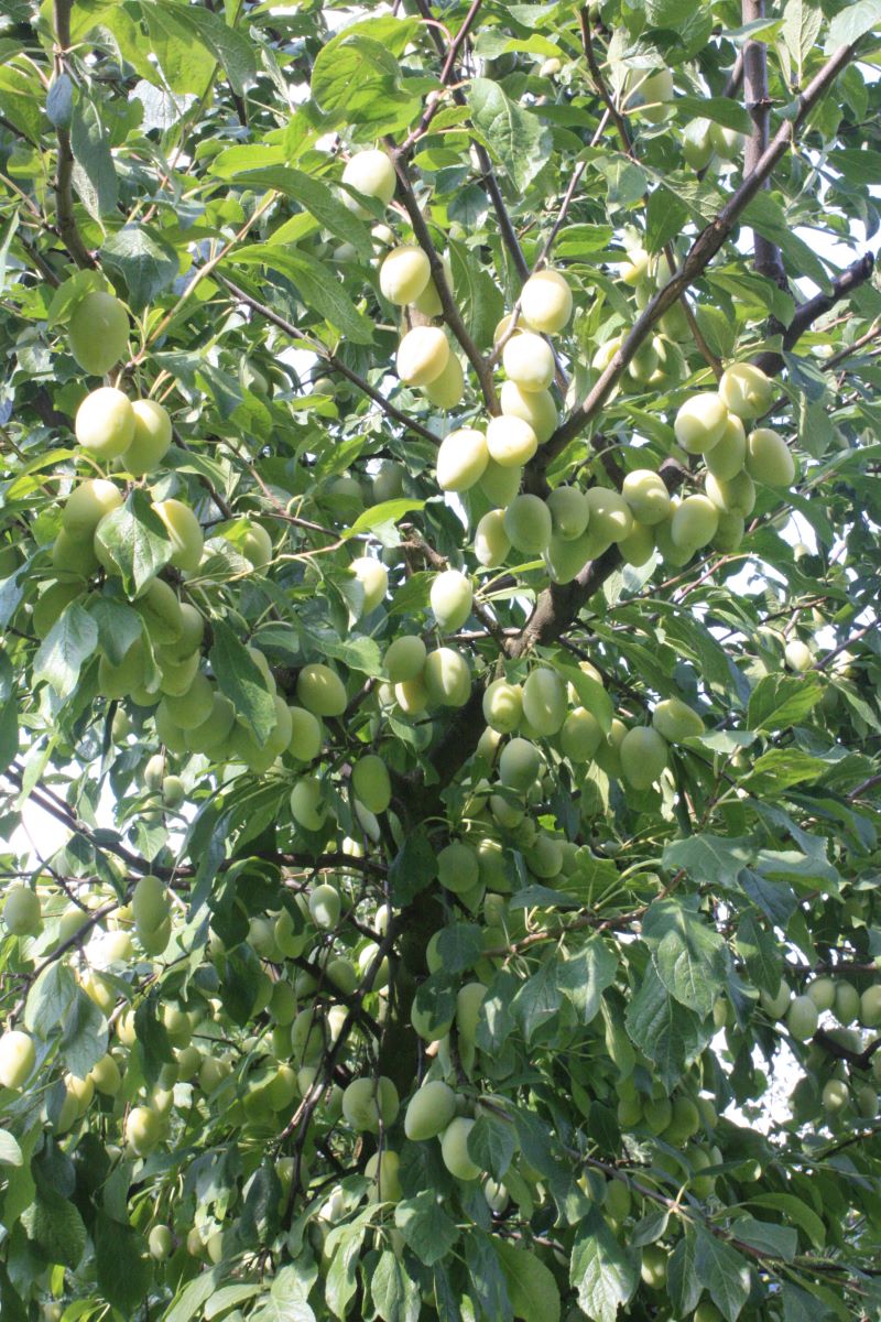 Feys Gelbe Zwetschge