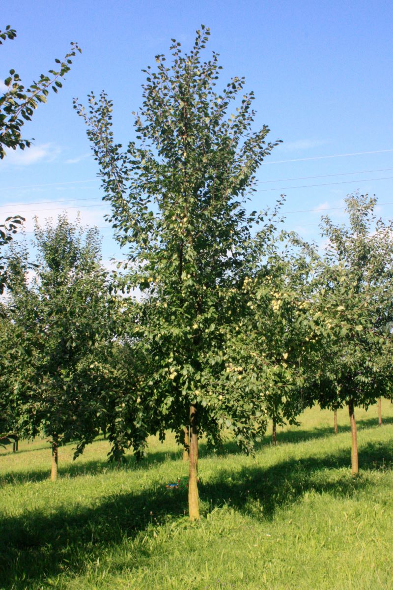 Feys Gelbe Zwetschge