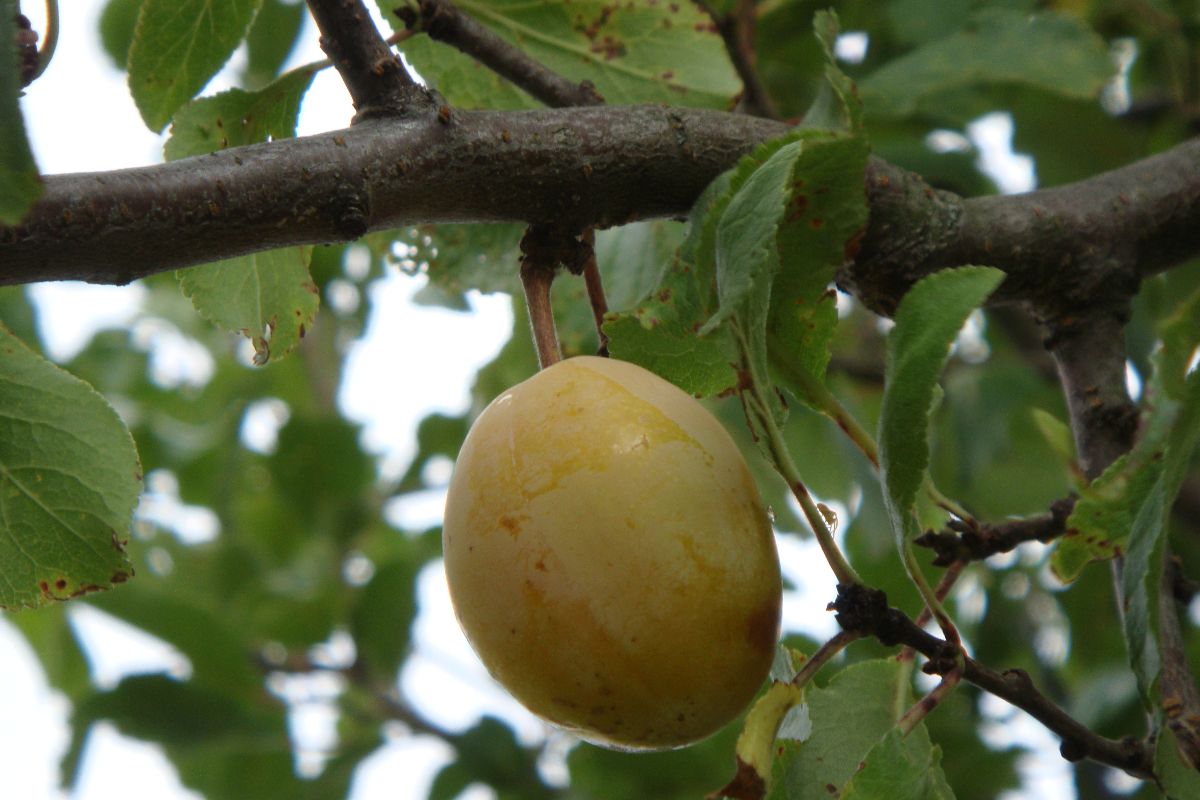 Prune Jaune Schmid