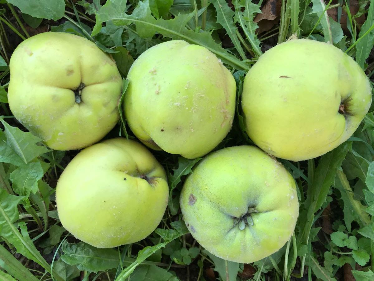 Portugiesische Quitte