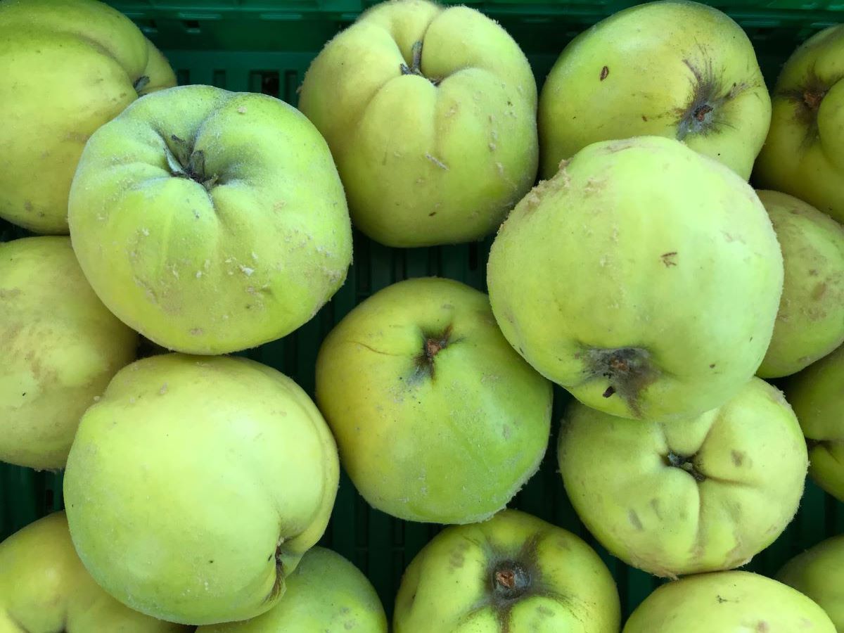 Portugiesische Quitte